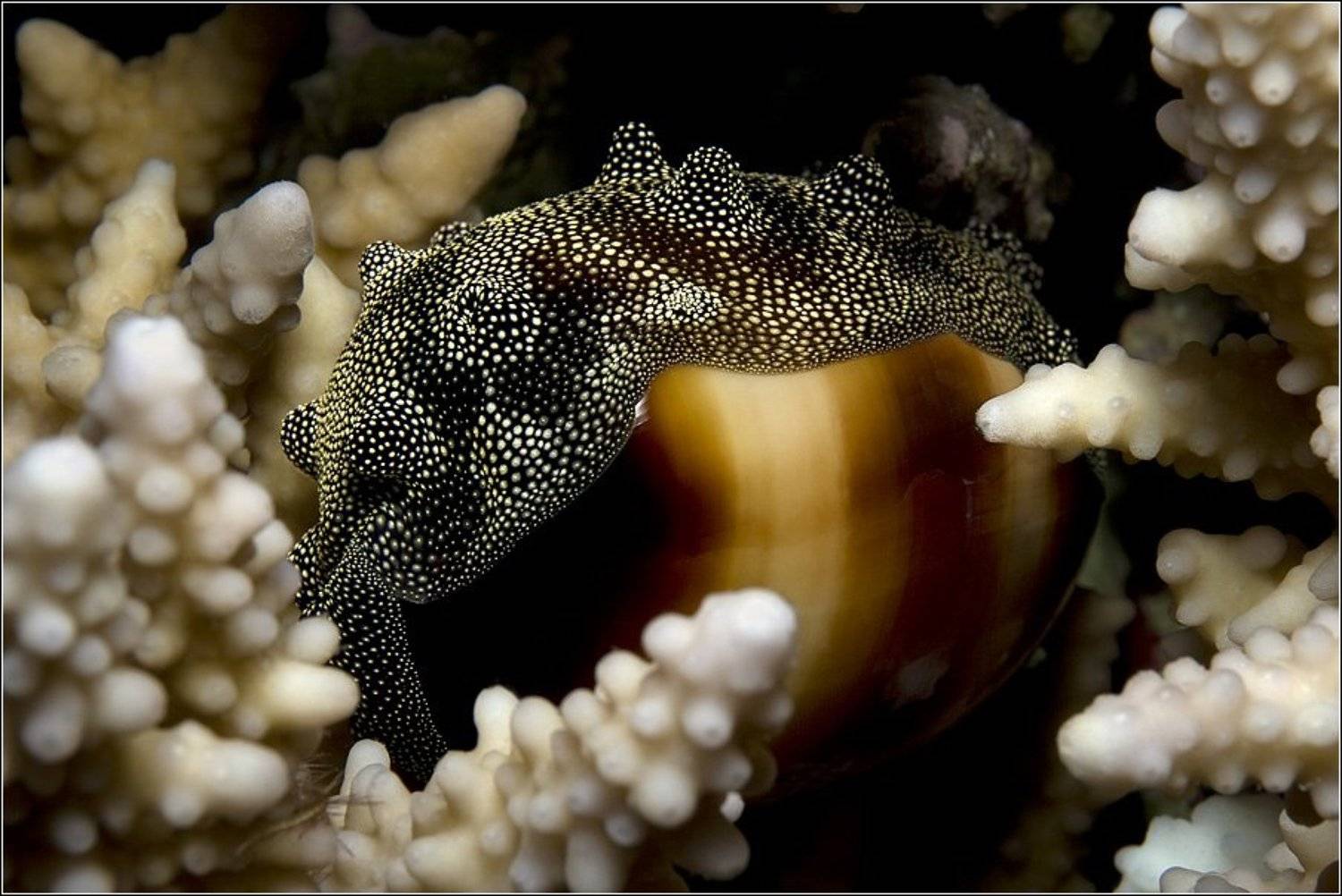 , Владимир Жданов