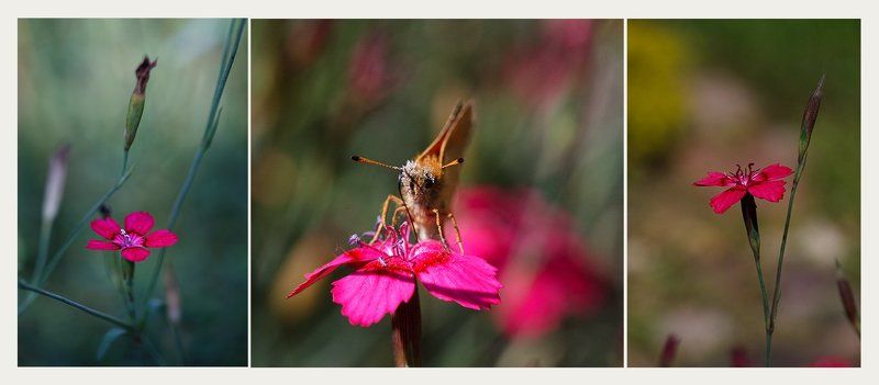 аромат гвоздики фото превью