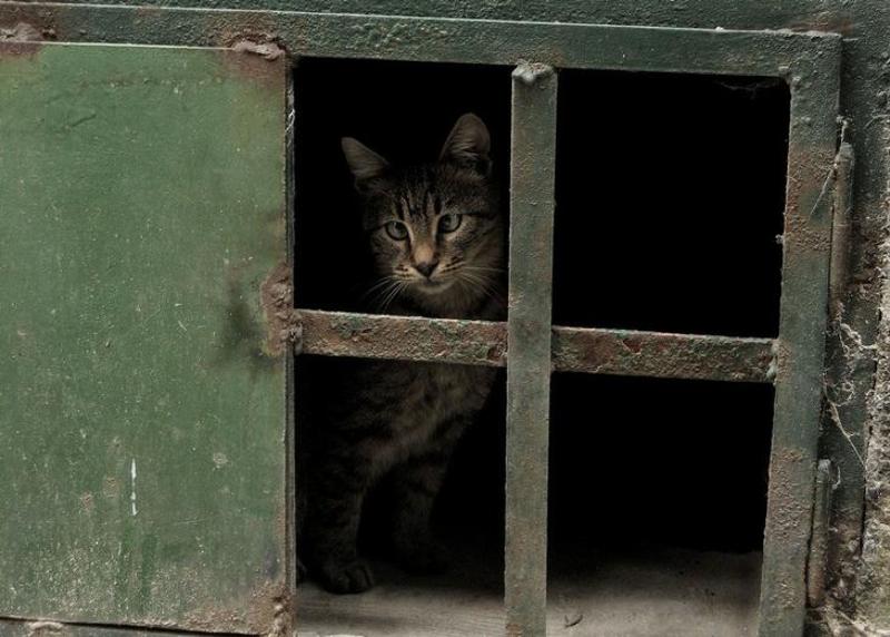 Любимчик косоглазый фото превью