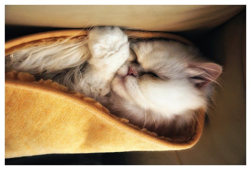 кот, перс Hot Cat фото превью