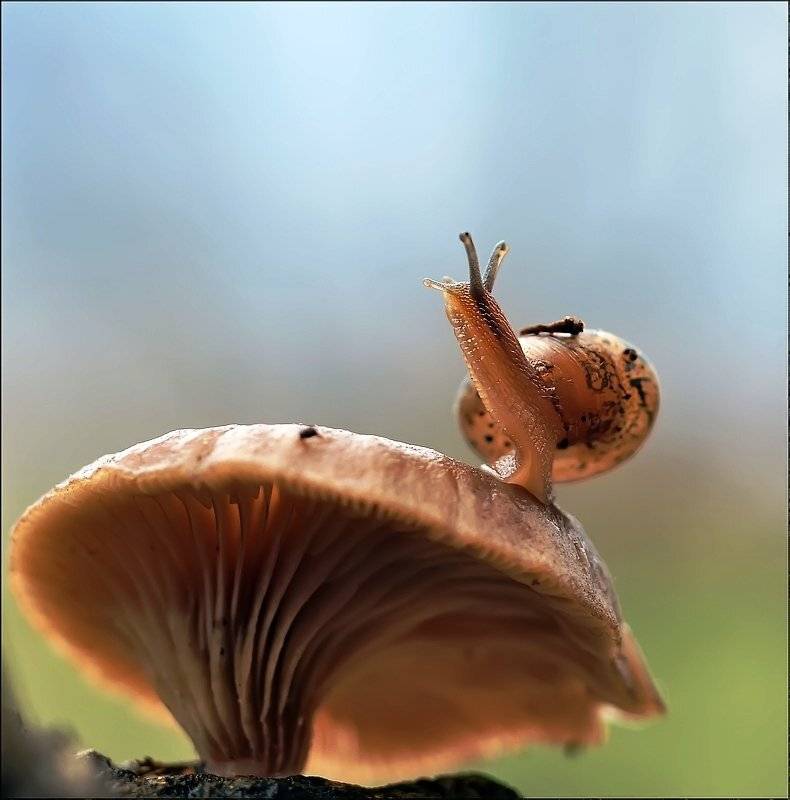 , Андрей Осокин