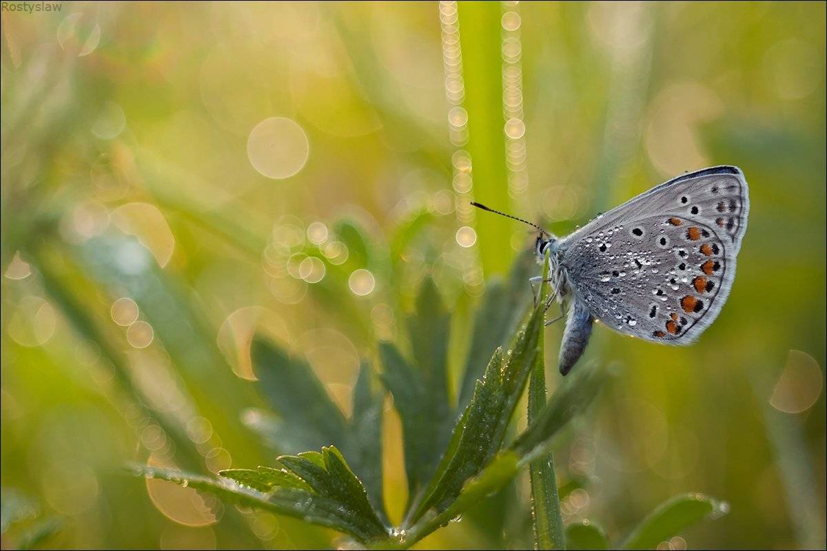макро, бабочка, rostikrst, индустар, ростислав, Ростислав