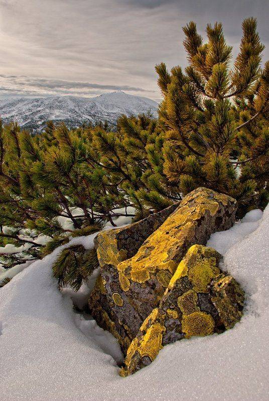 зима, карпаты, снег,, Надежда