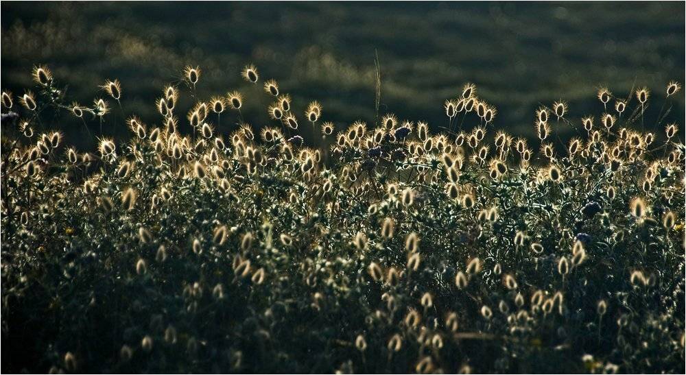 , Александр Беляев