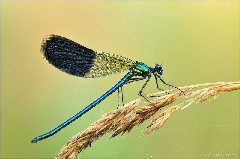 стрекоза Красотка блестящая фото превью