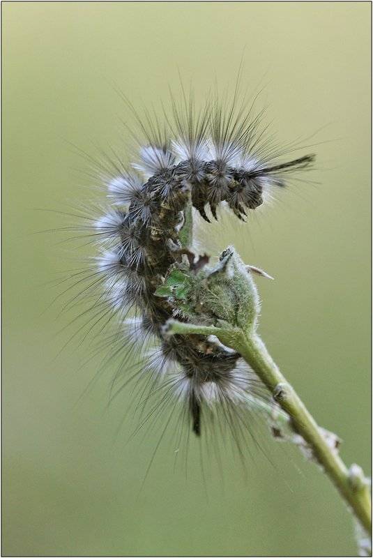 гусеница шерстолапки, или волянки лунчатой (gynaephora selenitica), Леонид