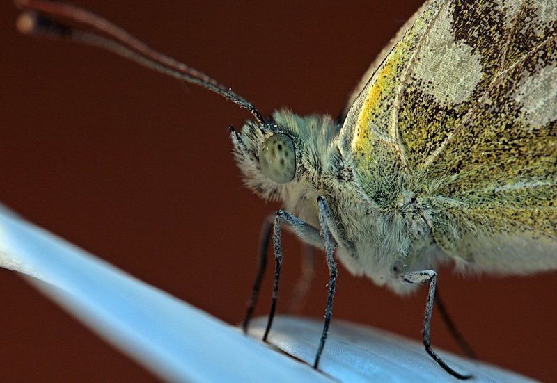 Инопланетянка фото превью