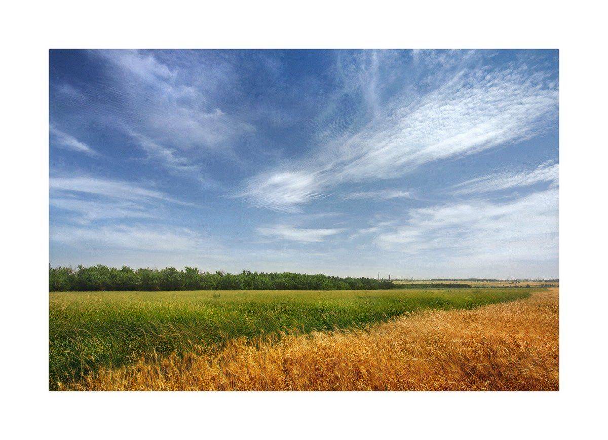 лето, поле, небо, Петриченко Валерий