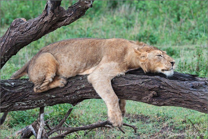 Плацкарт ... верхняя боковая фото превью