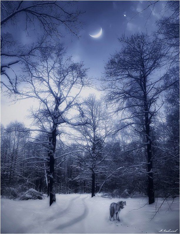 WOLF фото превью