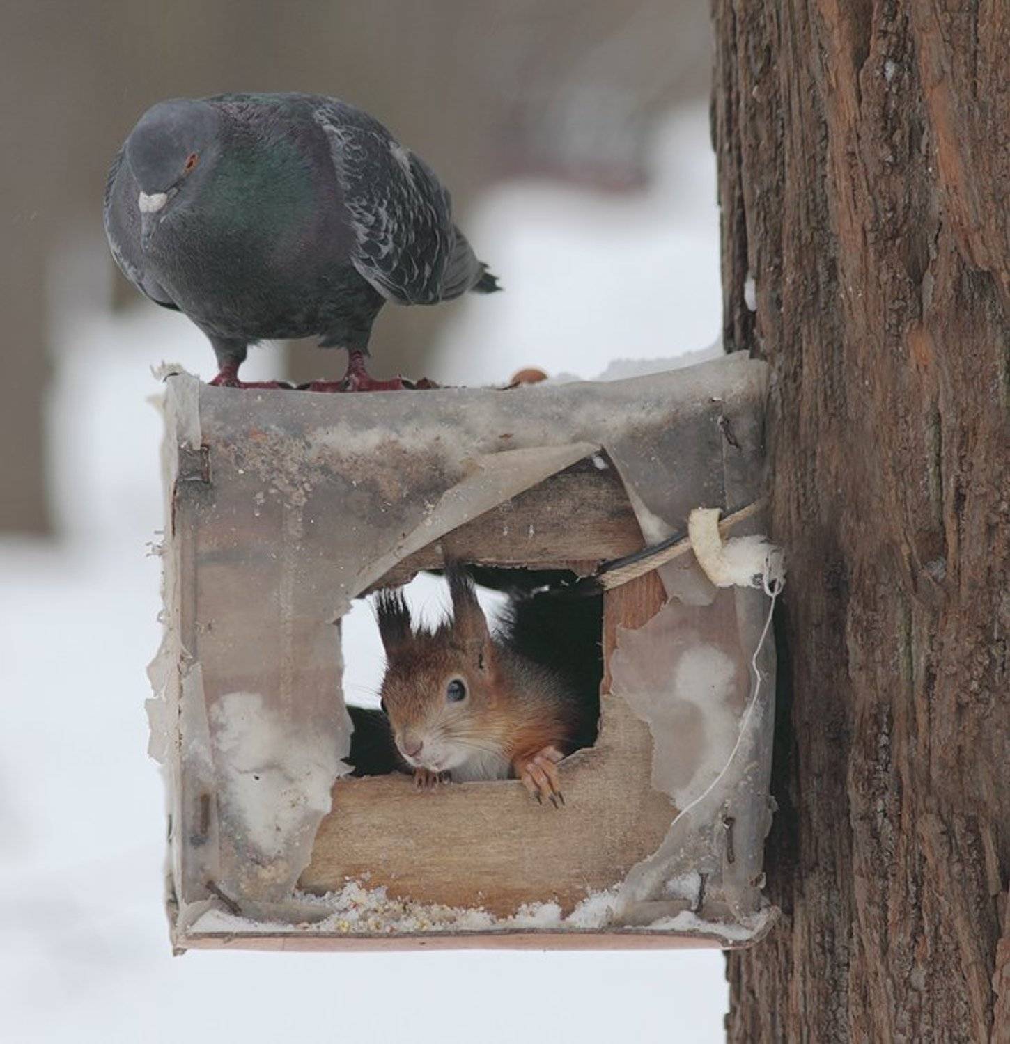 зима, белочка, голубь, Олег Сурьянинов