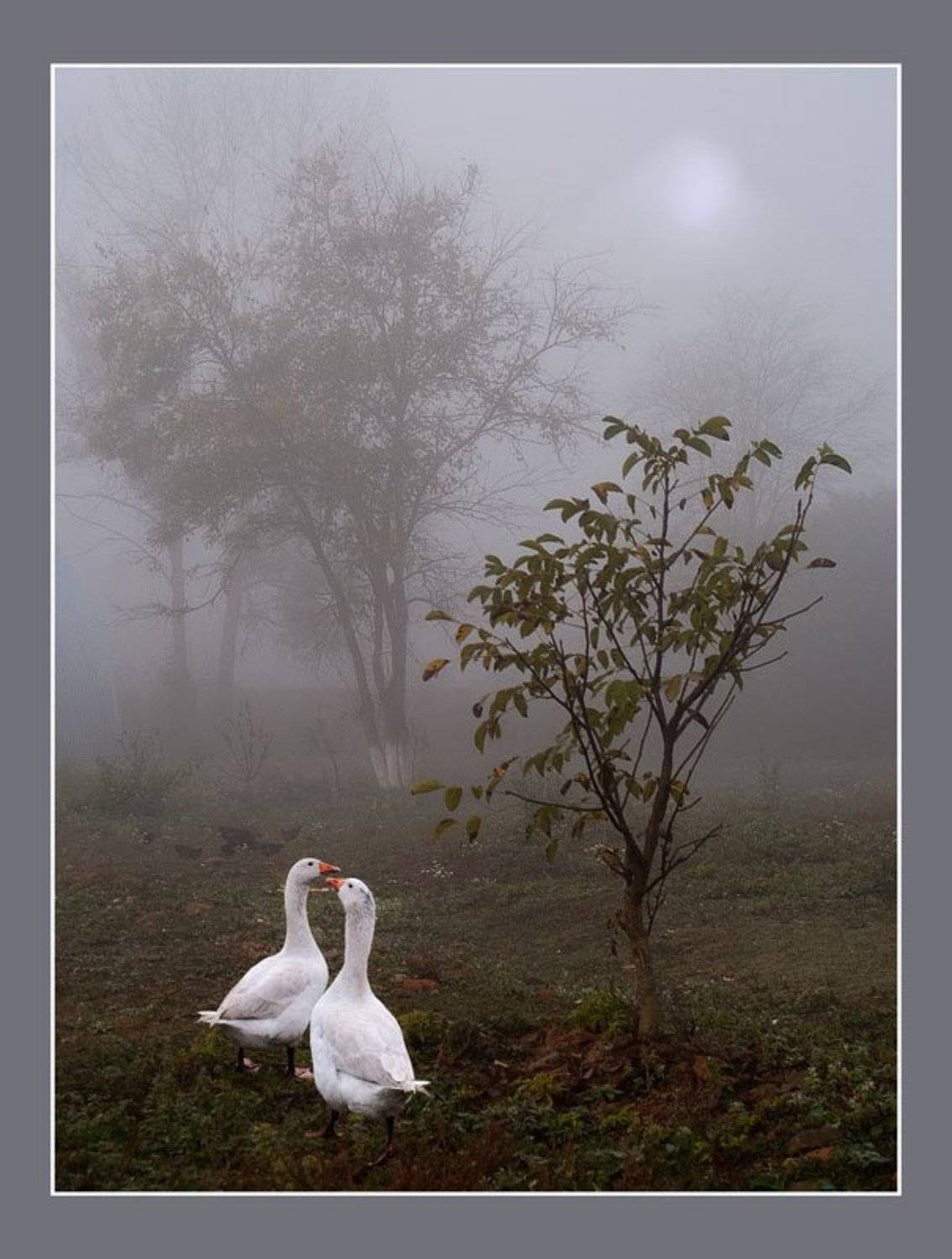 сельская, жизнь, утро, в, деревне, гуси, туман, на, прогулке, Yarfar