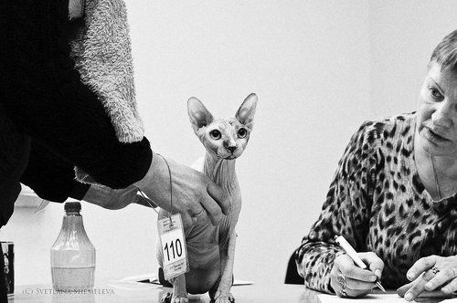 Один тяжелый день из жизни кошек