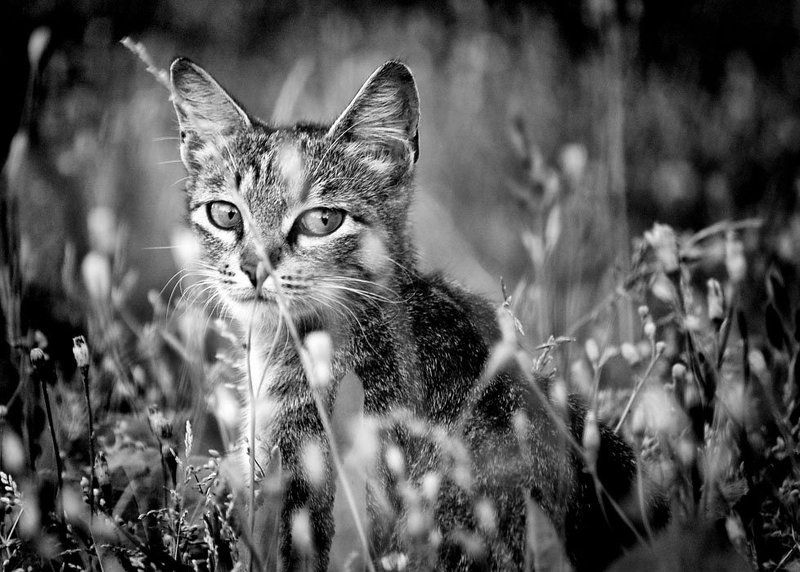 ^-^ фото превью