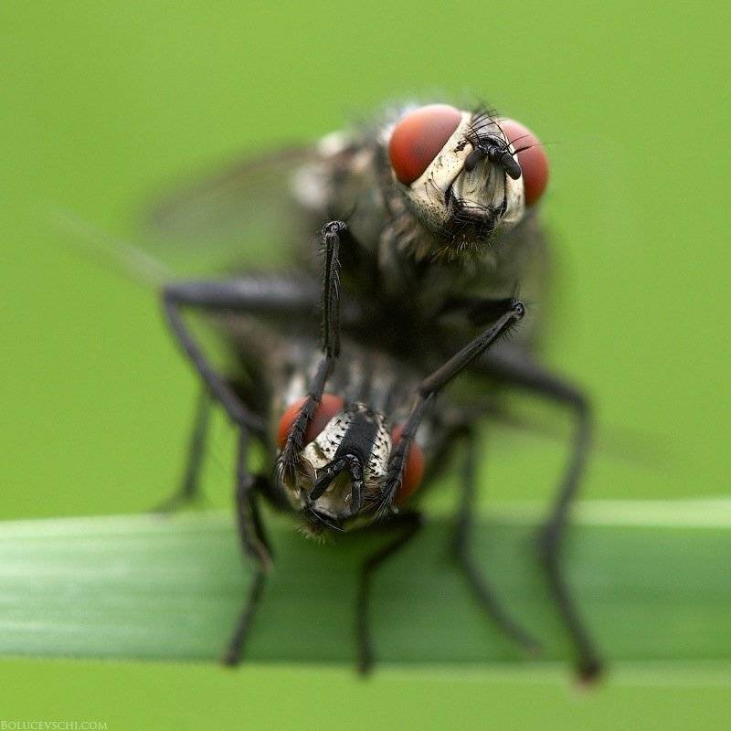 макро, муха, насекомые, природа, Vitalii