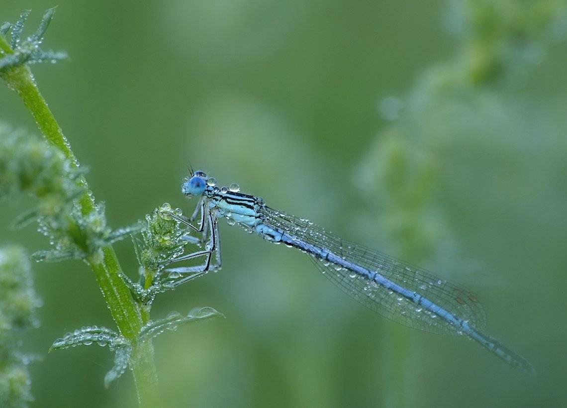 , Андрей Балабин