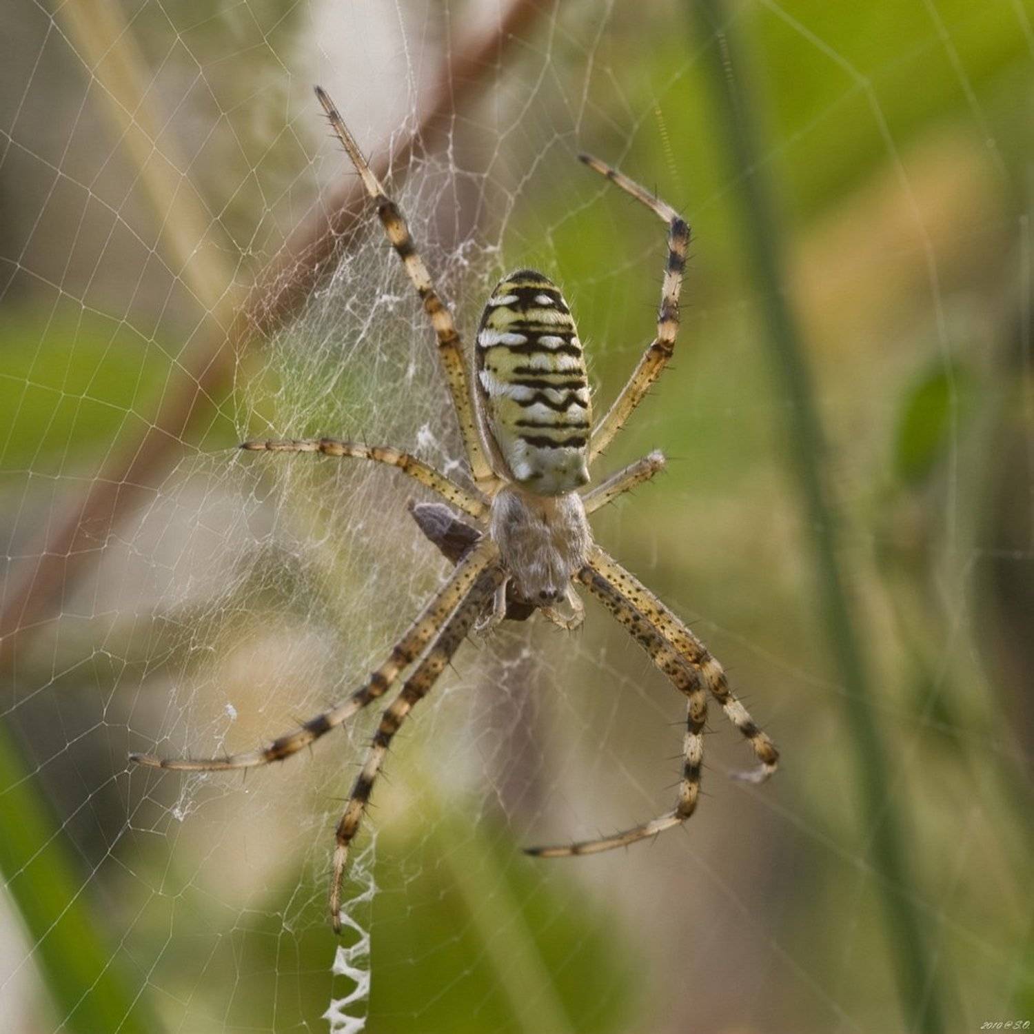 макро,аргиопа,паук-оса,wasp spider,wespenspinne,argiope bruennichi, Eustignos Sergej