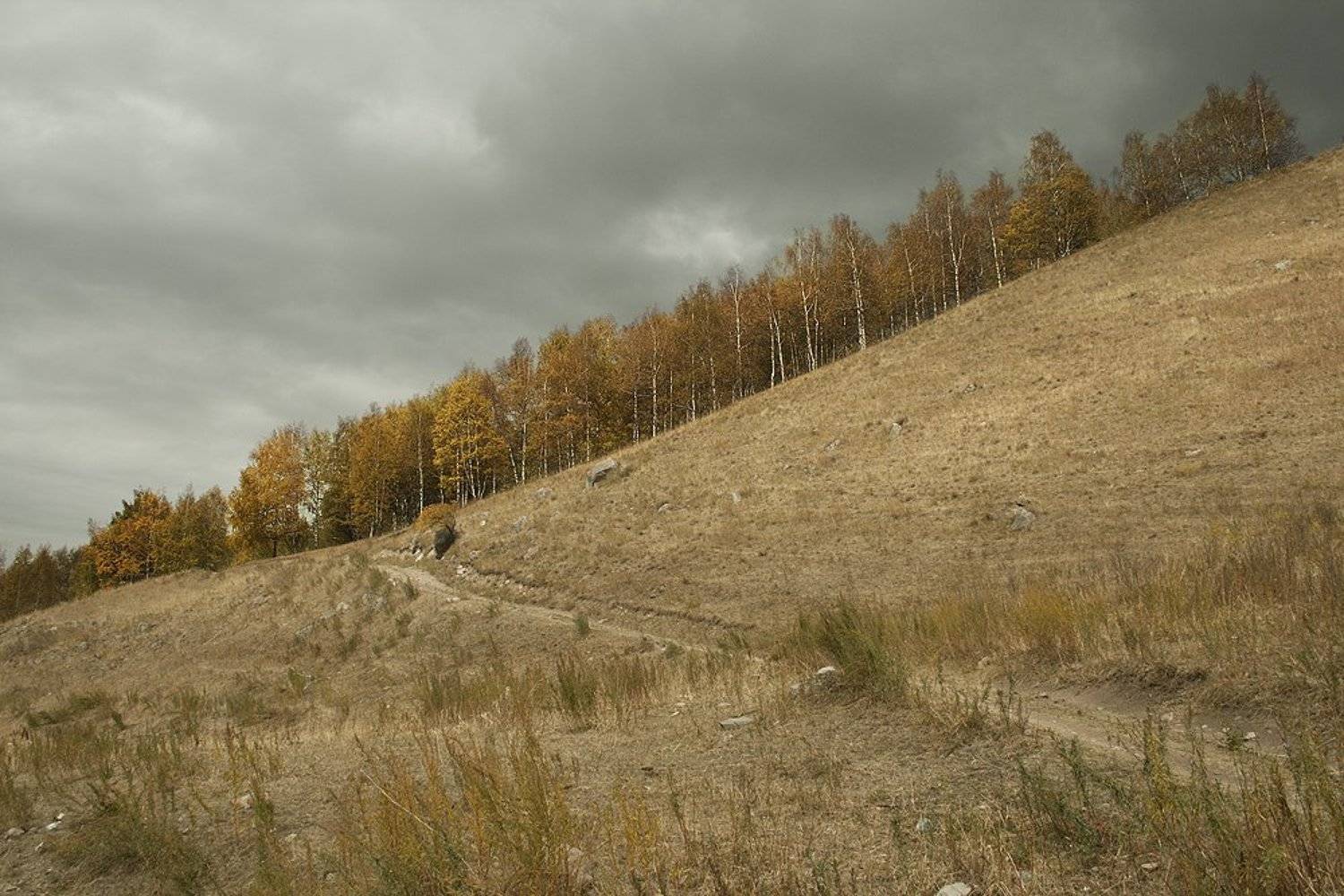 пейзаж, осень, лес, Silfida