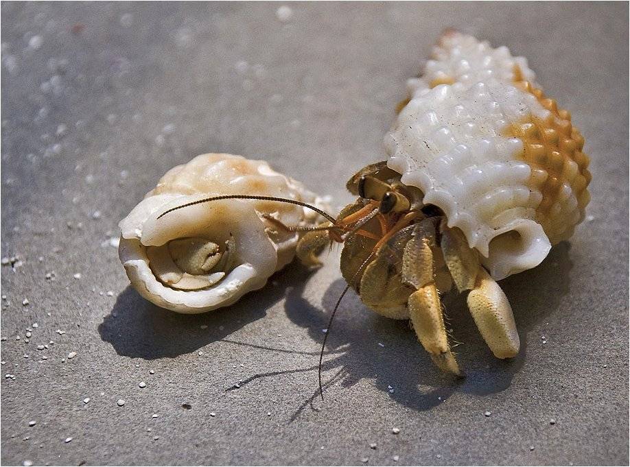 рак, рак-отшельник, индийский, океан,, Сергей Гаспарян