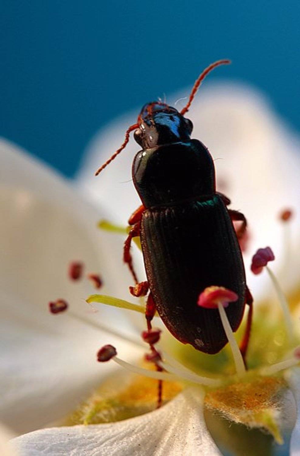 , Татьяна Алёшина