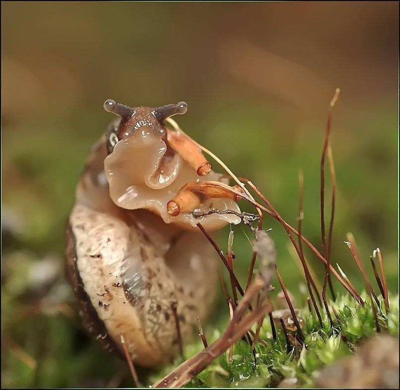 , Андрей Осокин