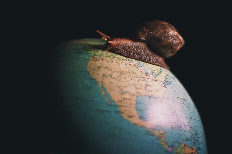 The big snail фото превью