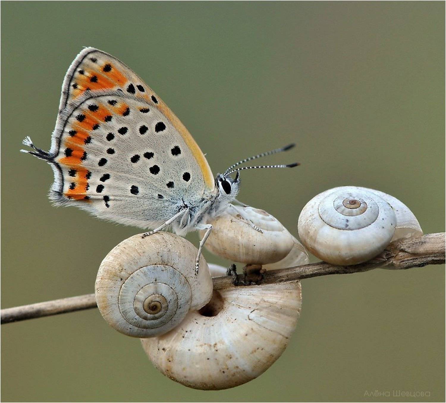 бабочка, Алёна Шевцова