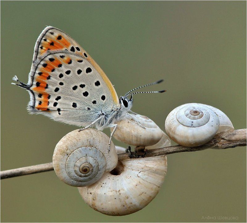 бабочка На колесах. фото превью