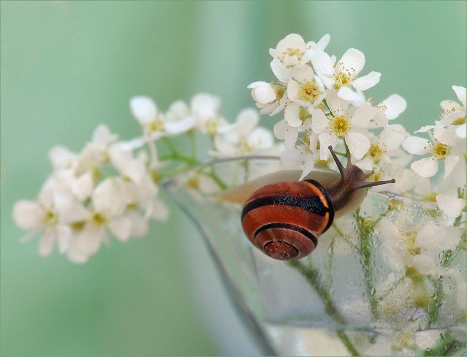 макро, Елена Соловьёва