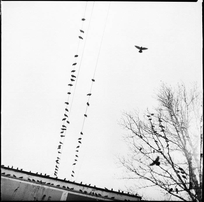 , Александр Савельев