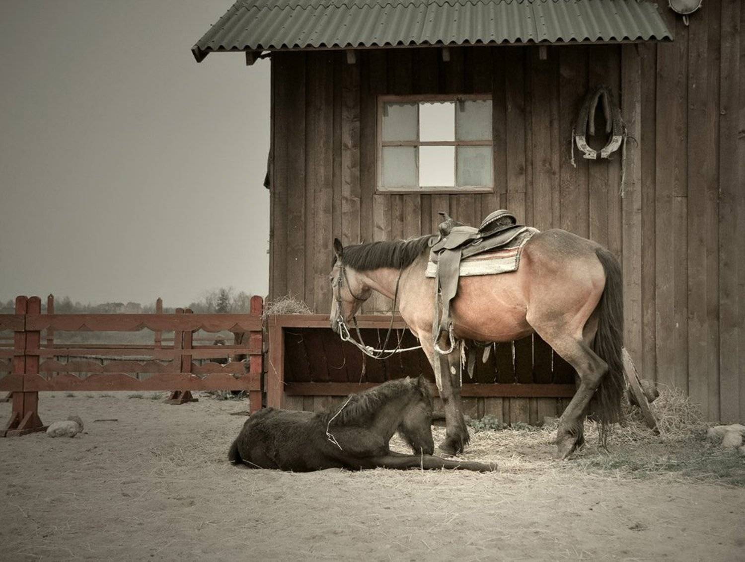 конь, кони, жеребенок, N.B.
