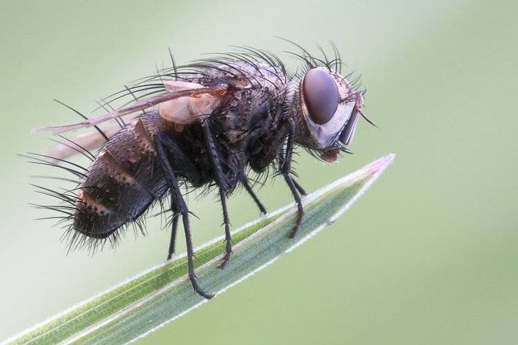 макро, молдова, муха, Vitalii