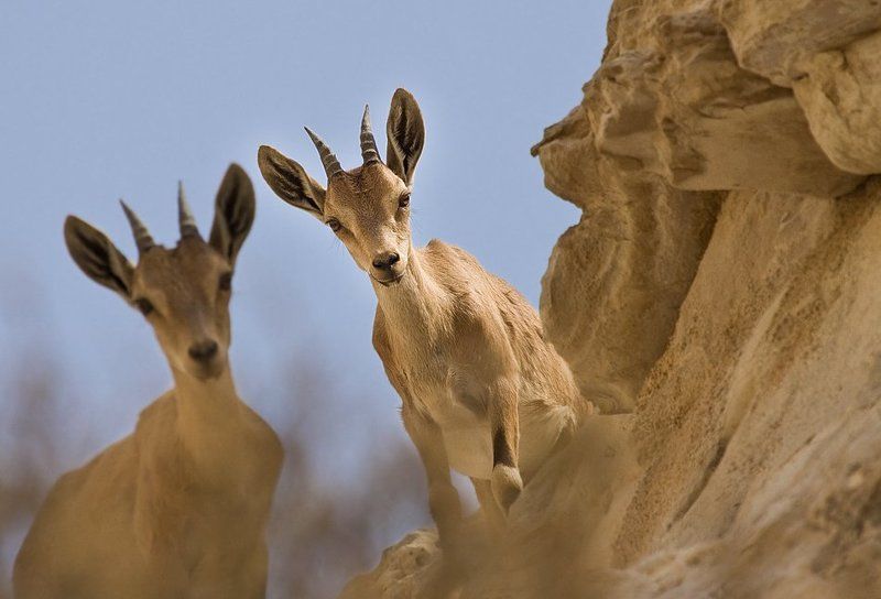 козероги , самочки любопытные фото превью