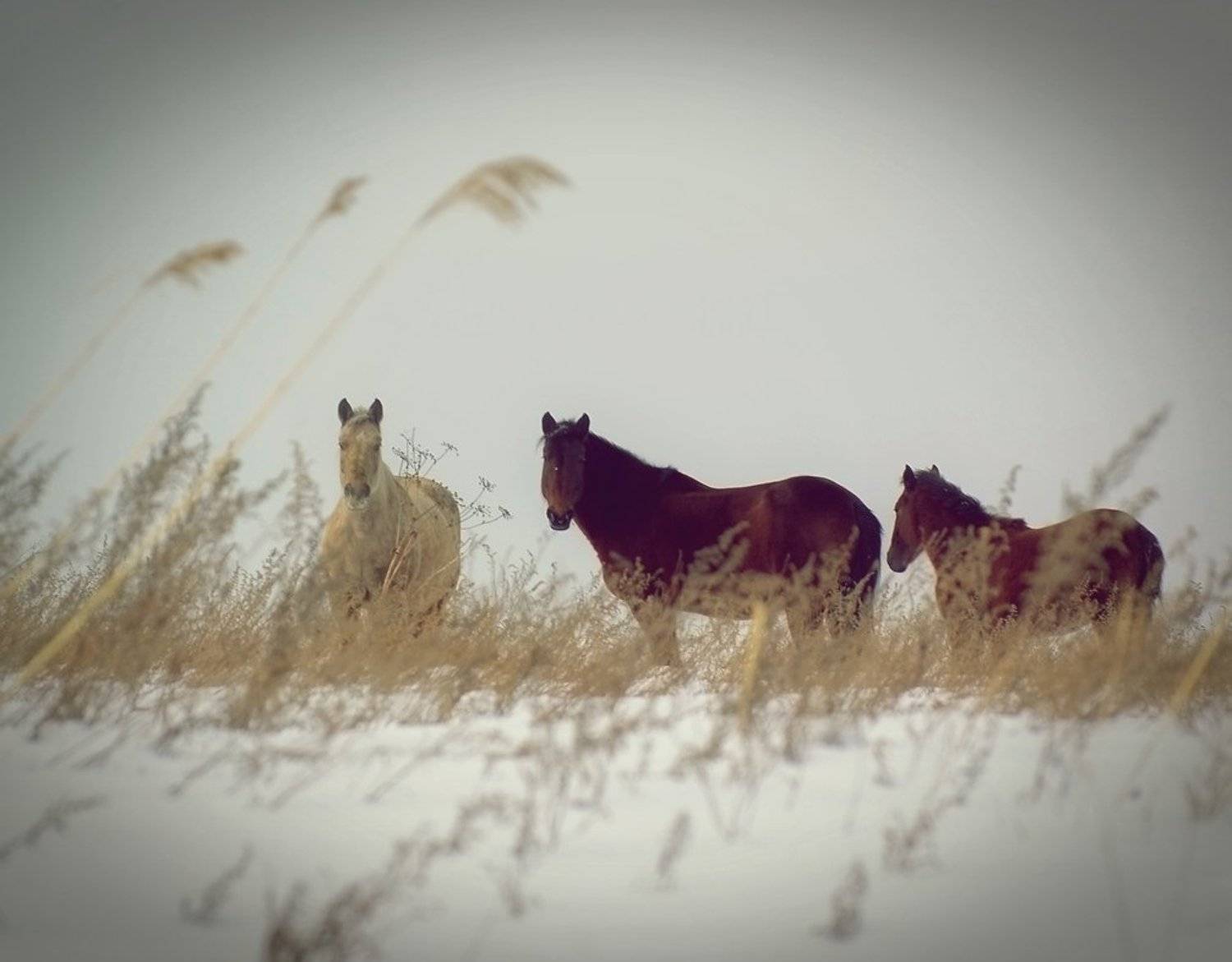, олег сопов