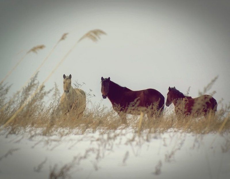 степь (репост) фото превью