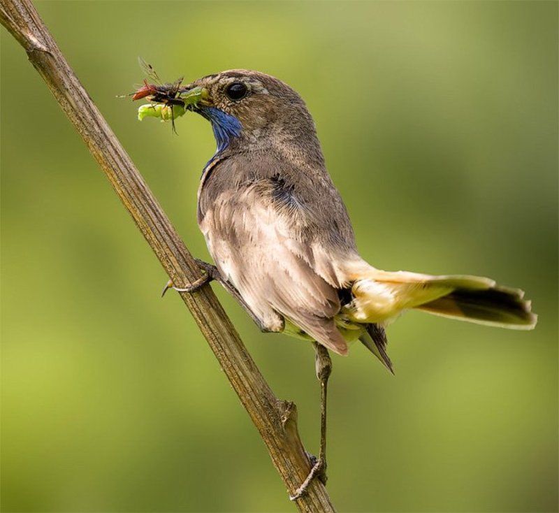 Про варакушкину диету. фото превью