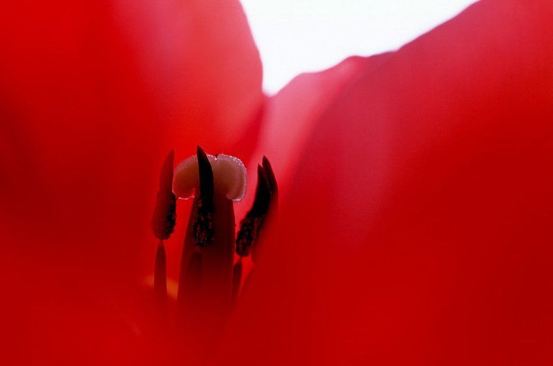 Тюльпан фото превью