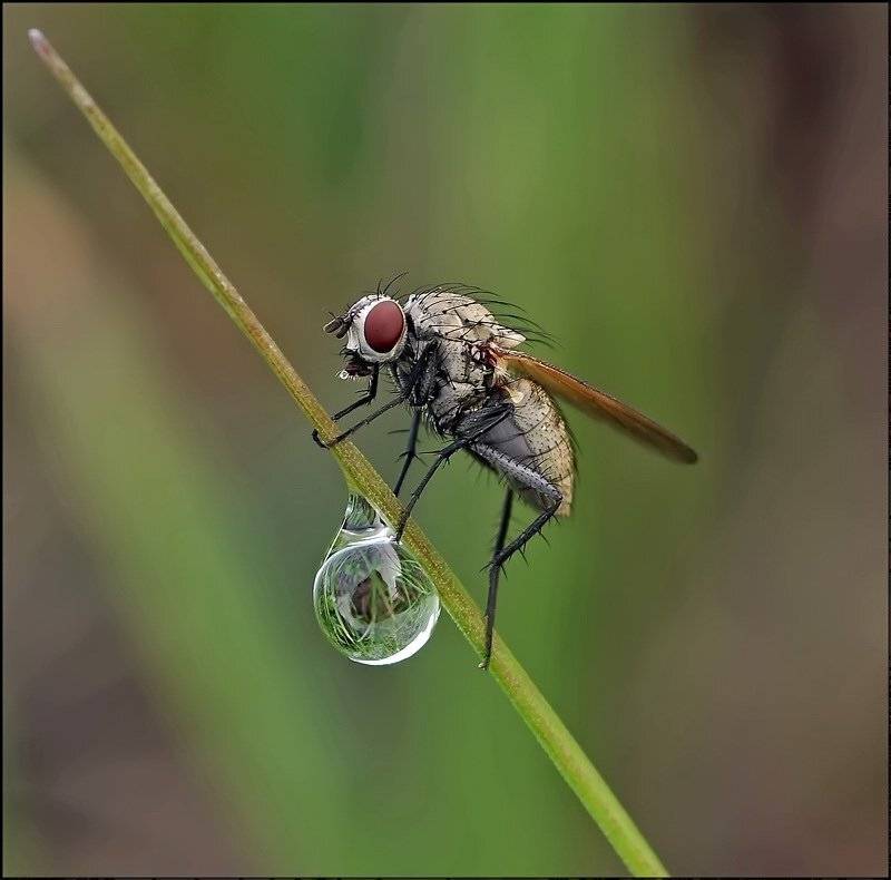 , Андрей Осокин