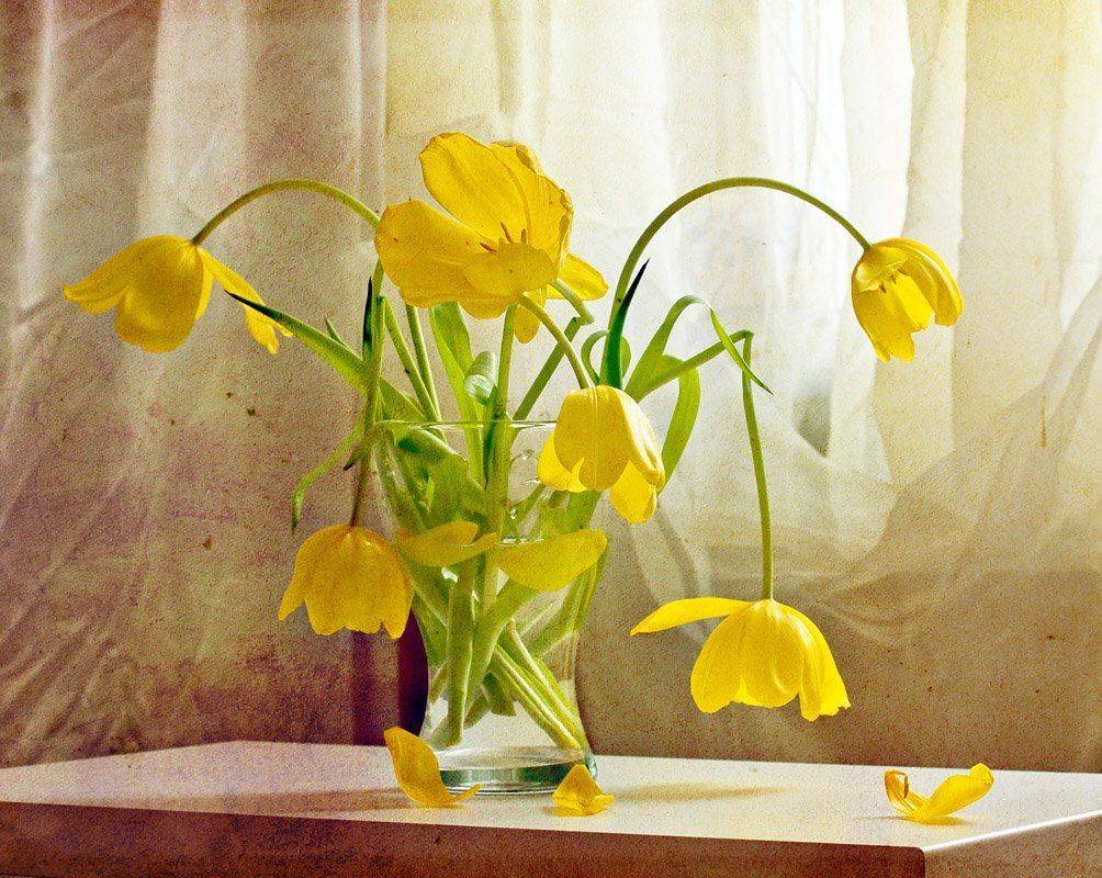 тюльраны, Eva Volik