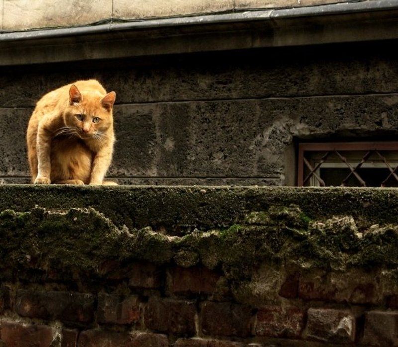 А мы разбойники фото превью