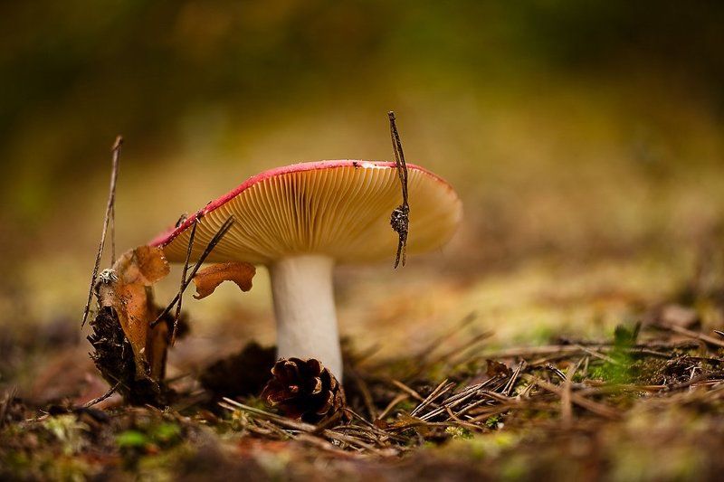 сыроежка, гриб сыроежка фото превью