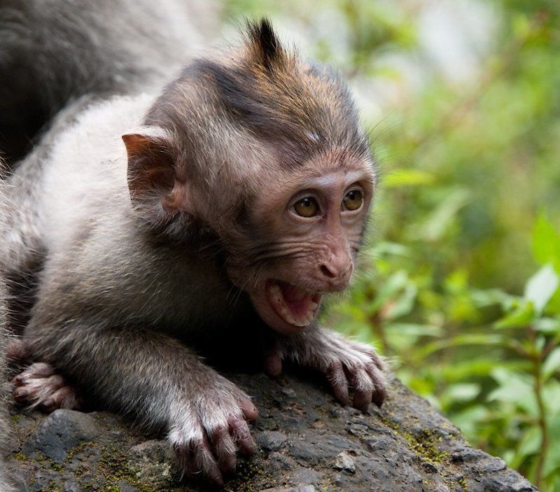 мартышка Почти человек фото превью