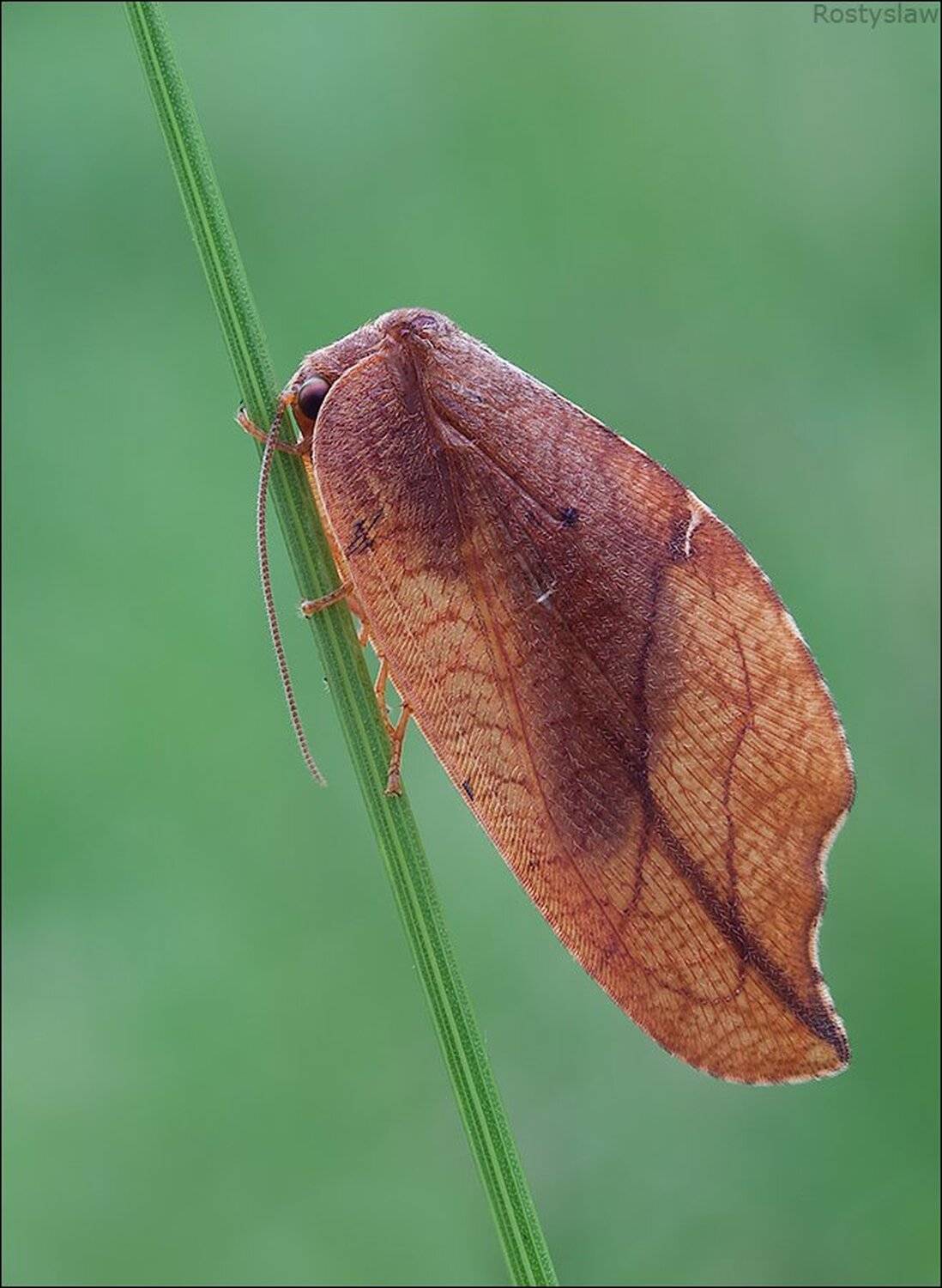 макро, ростислав, rostikrst, индустар,, Ростислав