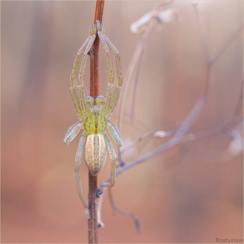макро, rostikrst, ростислав, паук, Ростислав