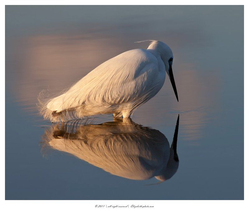 малая, белая, цапля, egretta, garzetta, израиль Little Egret фото превью