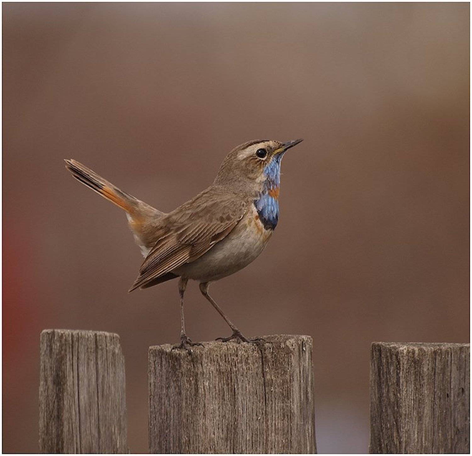 , Алексей Макаров