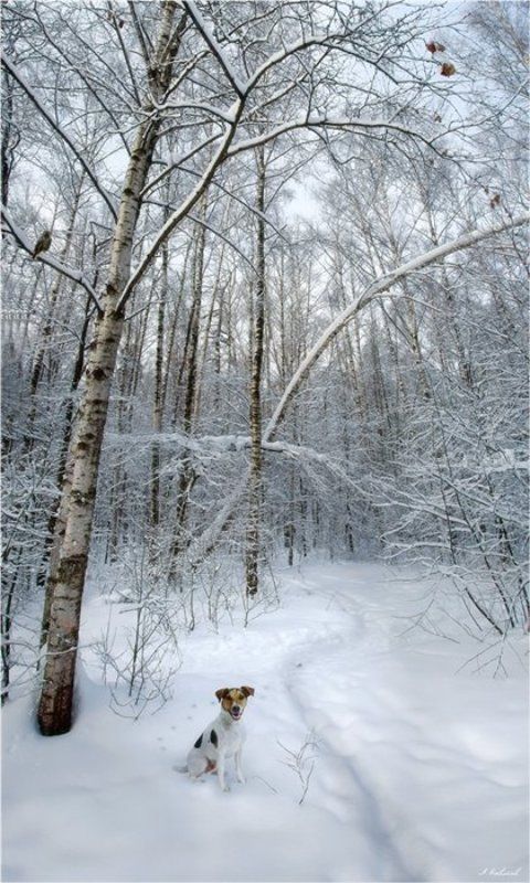 Зимние зарисовки фото превью