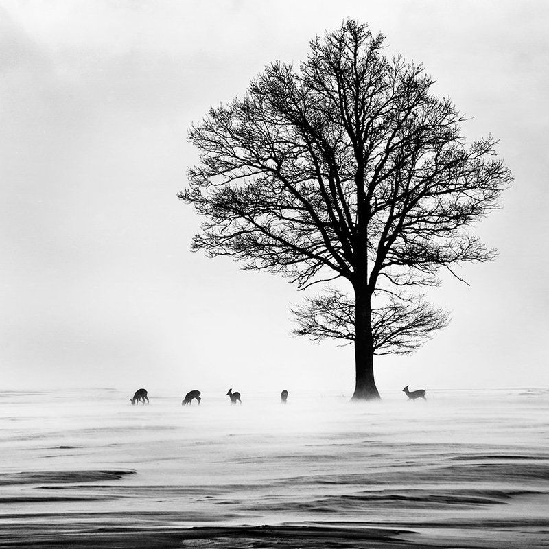 Косули