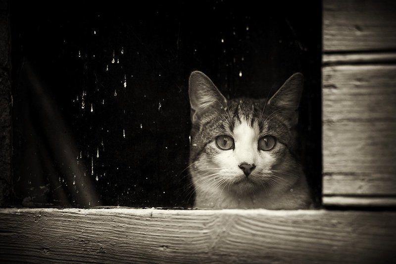 живу я здесь... фото превью