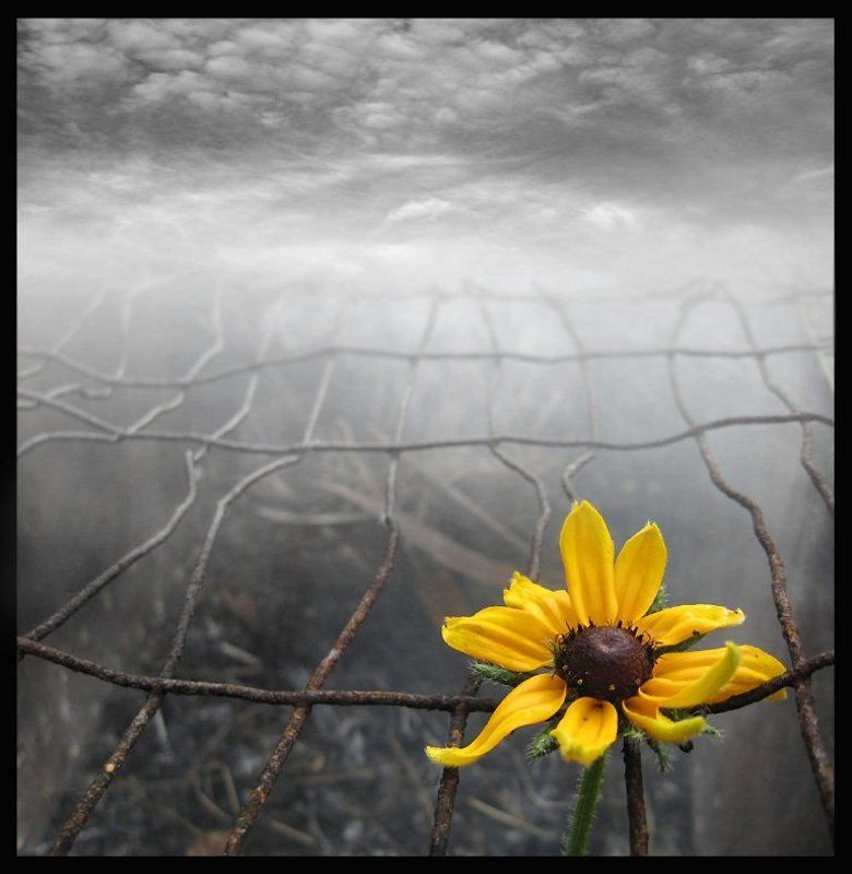 # фото превью